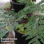 Athyrium minimum