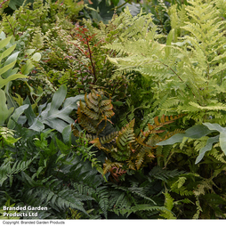 Nurserymans Choice Fern