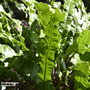 Asplenium scolopendrium