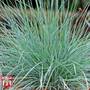 Festuca glauca 'Elijah Blue'