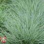 Festuca glauca 'Elijah Blue'