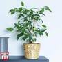 Ficus benjamina