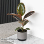 Ficus elastica 'Belize'