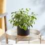 Ficus benjamina Mix