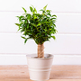 Ficus benjamina 'Natasja'