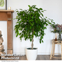 Ficus benjamina 'Exotica'