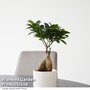 Ficus microcarpa 'Ginseng'