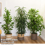 Ficus Houseplant Mix