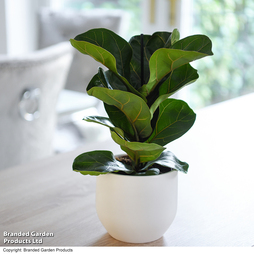 Ficus lyrata (Fiddle Leaf Fig)