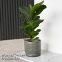 Ficus lyrata (Fiddle Leaf Fig)