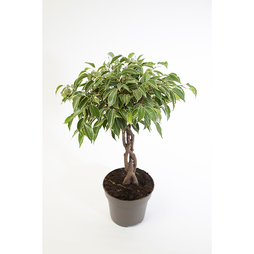 Ficus benjamina 'Nina'
