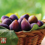 Fig 'Violette de Bordeaux'