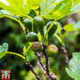 Fig