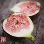 Fig 'Brown Turkey'