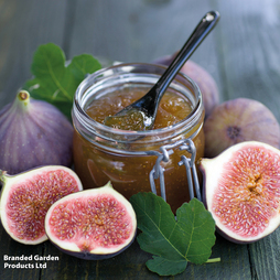 Fig 'Osborne Prolific' - Gift