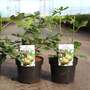 Fig 'Goutte d'Or'