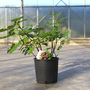 Fig 'Del Portogallo'