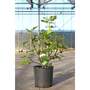 Fig 'Rouge de Juillet'