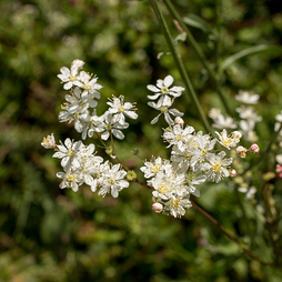 Filipendula hexapetala