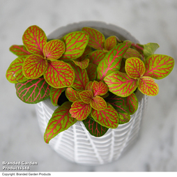 Fittonia 'Skeleton' - Gift