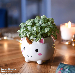 Fittonia 'White Tiger' in Unicorn Pot - Gift