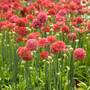 Armeria Ballerina Red