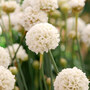 Armeria 'Ballerina White'