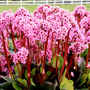 Bergenia 'Spring Fling'