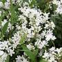 Deutzia Yuki Snowflake Proven Winners®