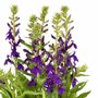 Lobelia 'Starship Blue'