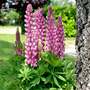 Lupin 'Mini Gallery Bi-colour Pink'