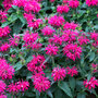 Monarda 'Balmy Rose'