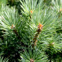 Pinus sylvestris 'Watereri'