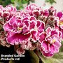 Saintpaulia 'Newtown Ohio'
