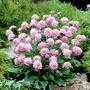 Scabiosa 'Pink Diamond'