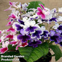 Streptocarpus 'Three Sisters'