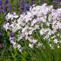 Thulbaghia 'Purple Eye'