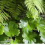 Darmera peltata (Marginal Aquatic)