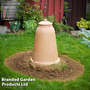 Rhubarb Forcer