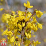 Forsythia x intermedia 'Minigold'