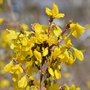 Forsythia x intermedia 'Minigold'