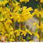 Forsythia x intermedia 'Week-End'