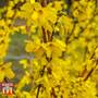 Forsythia 'Maree d'Or'