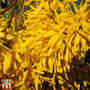 Forsythia x intermedia 'Lynwood Variety'