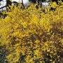 Forsythia x intermedia 'Spectabilis' (Hedging)