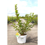 Forsythia koreana 'Flying Machine'