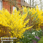 Forsythia x intermedia 'Goldrausch'