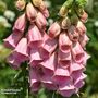 Foxglove 'Summer King'