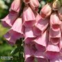 Foxglove 'Summer King'