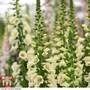 Foxglove 'Camelot Cream'